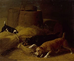 Rats amongst the Barley Sheaves, 1851. Creator: Thomas Hewes Hinckley