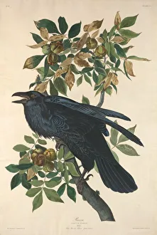 Raven Gallery: Raven, 1831. Creator: Robert Havell