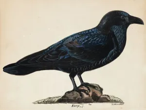Songbird Prints: Raven, 1835. Creator: Wilhelm von Wright
