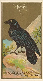 Curiosity Gallery: Raven, from the Birds of America series (N4) for Allen & Ginter Cigarettes Brands