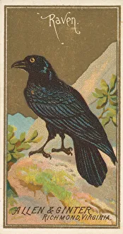 Corvus Corax Prints: Raven, from the Birds of America series (N4) for Allen & Ginter Cigarettes Brands