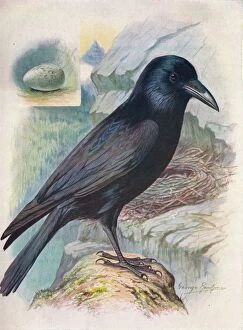 Birds And Their Nests Collection: Raven - Cor vus cor ax, c1910, (1910). Artist: George James Rankin