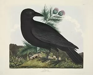 Raven, Corvus Corai, pub. 1835 ( Hand coloured engraving) 
