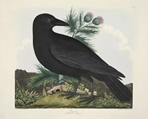 Illusration Prints: Raven, Corvus Corai, pub. 1835 ( Hand coloured engraving) 