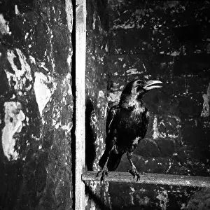 Myth Prints: Raven, Tower of London, c1955. Creator: Arthur Charles Kirby Ware
