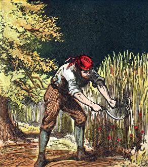 Reaper beginning to cut crop of wheat with a sickle, 1867