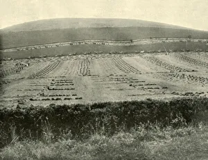Binding Gallery: Reaper & Binder Competition, Mount Blowhard, near Ballarat, 1901. Creator: Unknown