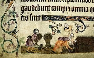 Peasants Collection: Reaping and binding sheaves (From the Luttrell Psalter), ca 1330. Artist: Anonymous