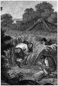 Binding Gallery: Reaping with sickles and binding the sheaves, England, c1800