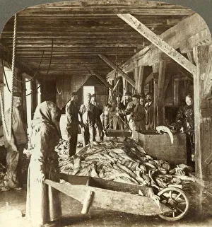 Wheelbarrow Prints: Receiving fish from sea vessels and packing for export - fish warehouse, Aalesund