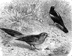 Birdsong Prints: Recent additions to the Zoological Society's Collection