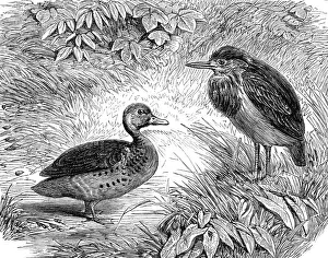 Bittern Prints: Recent additions to the Zoological Society's Collection