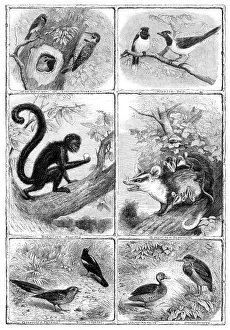 Wading Bird Prints: Recent additions to the Zoological Society's Collection