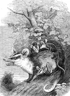 Recent additions to the Zoological Society's Collection, Regent's Park, 1864. Creator: Pearson