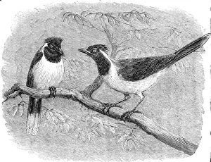 Garrulus Glandarius Prints: Recent additions to the Zoological Society's Collection
