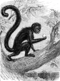 Tail Prints: Recent additions to the Zoological Society's Collection