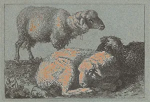 Francesco Londonio Prints: Two Reclining Sheep and One Standing Sheep, 1757 / 1758. Creator: Francesco Londonio