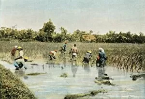 Rice Paddy Gallery: Recolte Du Riz, (Harvesting Rice), 1900. Creator: Unknown
