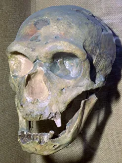 Neanderthal Prints: Reconstructed Neanderthal Mans skull, 49, 000 BC