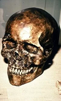 Reconstructed Skull of Cromagnon Man, c20th century