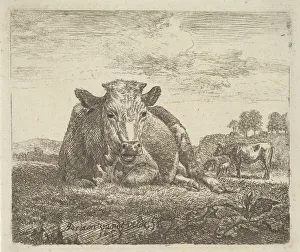 Chewing The Cud Gallery: Recumbent Cow, from Different Animals, 1657. Creator: Adriaen van de Velde