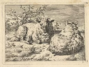 Wool Gallery: Two Recumbent Sheep, 1670. Creator: Adriaen van de Velde