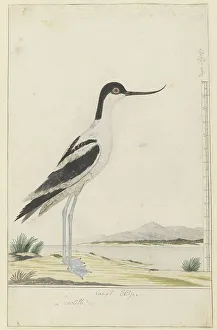 Bizarre Prints: Recurvirostra avosetta (pied avocet), 1777-1786. Creator: Robert Jacob Gordon