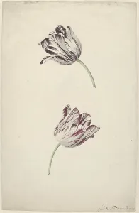 Tulipa Prints: Two Red-and-white Tulips, 1744-1805. Creator: Jan Jansz. van der Vinne