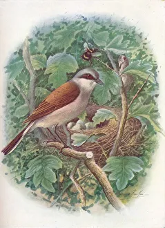 Red-Backed Shrike - La nius collu rio, c1910, (1910). Artist: George James Rankin
