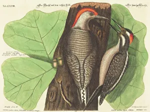 Seeligmann Johann Michael Prints: The Red Bellied Woodpecker (Picus Carolinus)