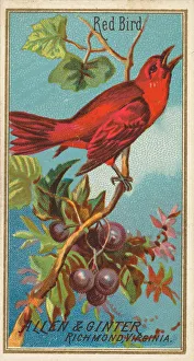 Red Bird, from the Birds of America series (N4) for Allen & Ginter Cigarettes Brands