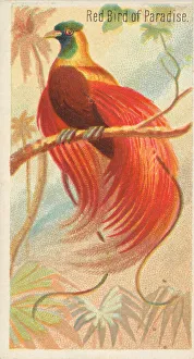 Metropolitan Museum Prints: Red Bird of Paradise, from the Birds of the Tropics series (N5) for Allen &amp
