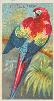 Perched Gallery: Red and Blue Macaw, from the Birds of the Tropics series (N5) for Allen &
