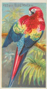 Palm Leaf Prints: Red and Blue Macaw, from the Birds of the Tropics series (N5) for Allen &amp