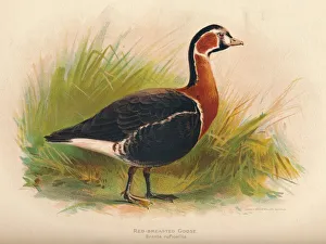 Charles Dixon Prints: Red-Breasted Goose (Branta ruficollis), 1900, (1900). Artist: Charles Whymper