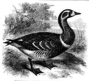Goose Prints: The Red-breasted Goose at the Zoological Society's Gardens