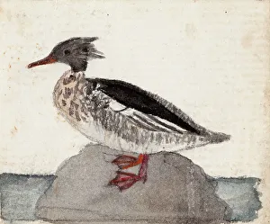 Wright Ferdinand Von Prints: Red-Breasted Merganser, 1831. Creator: Ferdinand von Wright