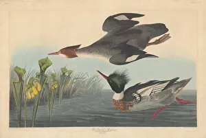 Robert Havell Prints: Red-breasted Merganser, 1838. Creator: Robert Havell