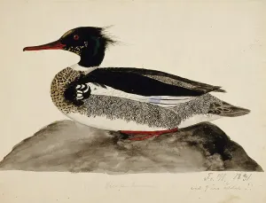 Red-Breasted Merganser, Male, 1831. Creator: Ferdinand von Wright