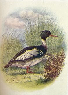 Birds And Their Nests Collection: Red-Breasted Merganser - Mer gus serra tor, c1910, (1910). Artist: George James Rankin
