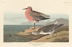 Sandpiper Prints: Red-breasted Sandpiper, 1836. Creator: Robert Havell