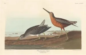 Wading Bird Gallery: Red-breasted Snipe, 1836. Creator: Robert Havell