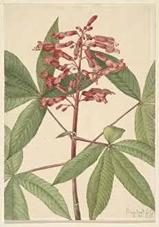 Wildflower Gallery: Red Buckeye (Aesculus pavia), 1918. Creator: Mary Vaux Walcott