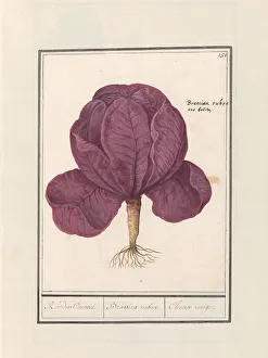 Deck Paint Prints: Red cabbage (Brassica oleracea convar)