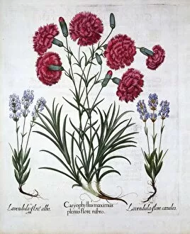Botanical Collection: Red Carnation and Lavender, from Hortus Eystettensis, by Basil Besler (1561-1629), pub