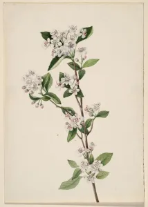Walcott Mary Morris Vaux Prints: Red Chokeberry (Aronia arbutifolia), ca. 1920s. Creator: Mary Vaux Walcott