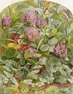 Clover Prints: Red Clover with Butter-and-Eggs and Ground Ivy, 1860. Creator: William Trost Richards