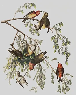 Cones Prints: Red Crossbill, Loxia Curvirostra, 1845