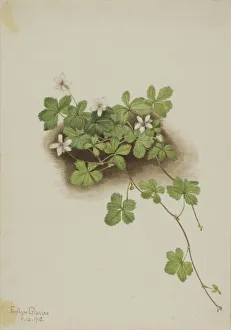 Cream Background Gallery: Red Dewberry (Rubus pedatus), 1918. Creator: Mary Vaux Walcott