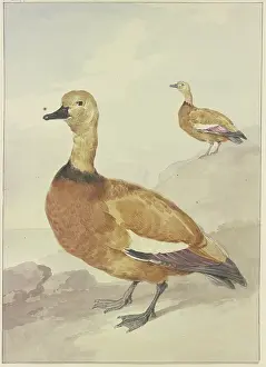Waterbirds Prints: Two red ducks, 18th century. Creator: Aert Schouman